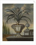 Pineapple plant, 1729 by David von Coln
