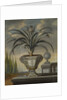 Pineapple plant, 1729 by David von Coln