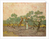 The Olive Pickers, Saint-Remy, 1889 by Vincent van Gogh