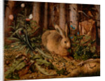 A Hare in the Forest, c. 1585 by Hans Hoffmann