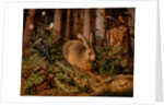 A Hare in the Forest, c. 1585 by Hans Hoffmann