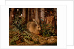 A Hare in the Forest, c. 1585 by Hans Hoffmann