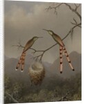 Two Hummingbirds with Their Young, c.1865 by Martin Johnson Heade