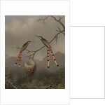 Two Hummingbirds with Their Young, c.1865 by Martin Johnson Heade