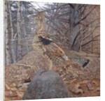 Male Ruffed Grouse in the Forest, 1907-08 by Gerald Thayer