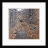 Male Ruffed Grouse in the Forest, 1907-08 by Gerald Thayer