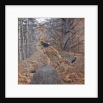Male Ruffed Grouse in the Forest, 1907-08 by Gerald Thayer