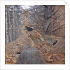 Male Ruffed Grouse in the Forest, 1907-08 by Gerald Thayer