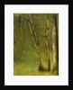 The Forest at Pontaubert, 1881 by Georges Pierre Seurat