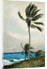 Palm Tree, Nassau, 1898 by Winslow Homer