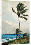 Palm Tree, Nassau, 1898 by Winslow Homer