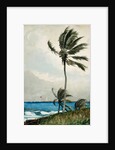 Palm Tree, Nassau, 1898 by Winslow Homer