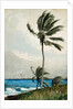 Palm Tree, Nassau, 1898 by Winslow Homer