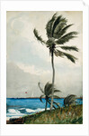 Palm Tree, Nassau, 1898 by Winslow Homer