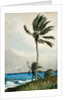 Palm Tree, Nassau, 1898 by Winslow Homer