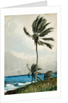 Palm Tree, Nassau, 1898 by Winslow Homer