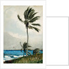 Palm Tree, Nassau, 1898 by Winslow Homer