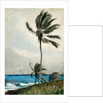 Palm Tree, Nassau, 1898 by Winslow Homer