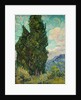 Cypresses, 1889 by Vincent van Gogh