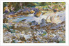 Mountain Stream, c.1912-14 by John Singer Sargent
