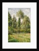Poplars, Éragny, 1895 by Camille Pissarro
