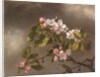 Hummingbird and Apple Blossoms, 1875 by Martin Johnson Heade