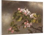 Hummingbird and Apple Blossoms, 1875 by Martin Johnson Heade