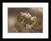 Hummingbird and Apple Blossoms, 1875 by Martin Johnson Heade