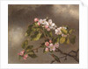 Hummingbird and Apple Blossoms, 1875 by Martin Johnson Heade