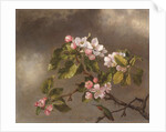 Hummingbird and Apple Blossoms, 1875 by Martin Johnson Heade