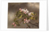 Hummingbird and Apple Blossoms, 1875 by Martin Johnson Heade