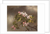Hummingbird and Apple Blossoms, 1875 by Martin Johnson Heade