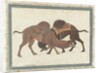 Fighting camels, c.1680-1700 by Indian School