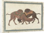 Fighting camels, c.1680-1700 by Indian School