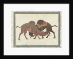 Fighting camels, c.1680-1700 by Indian School