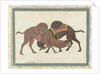 Fighting camels, c.1680-1700 by Indian School