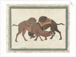 Fighting camels, c.1680-1700 by Indian School