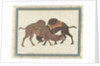 Fighting camels, c.1680-1700 by Indian School