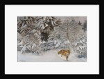 Fox in Winter Landscape, 1938 by Bruno Andreas Liljefors
