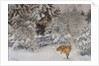 Fox in Winter Landscape, 1938 by Bruno Andreas Liljefors