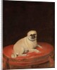 Pug by Anonymous Anonymous