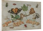 Insects and Fruit, c.1660-5 by Jan van the Elder Kessel