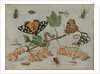 Insects and Fruit, c.1660-5 by Jan van the Elder Kessel