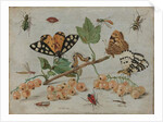 Insects and Fruit, c.1660-5 by Jan van the Elder Kessel