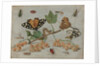 Insects and Fruit, c.1660-5 by Jan van the Elder Kessel
