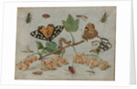 Insects and Fruit, c.1660-5 by Jan van the Elder Kessel