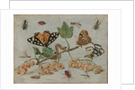 Insects and Fruit, c.1660-5 by Jan van the Elder Kessel