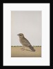 A Common Indian Nightjar, c.1780 by Indian School