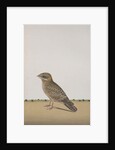A Common Indian Nightjar, c.1780 by Indian School