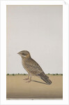 A Common Indian Nightjar, c.1780 by Indian School